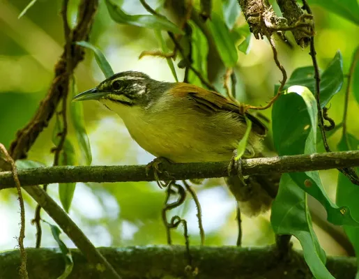File:Pheugopedius genibarbis - Moustached wren.jpg