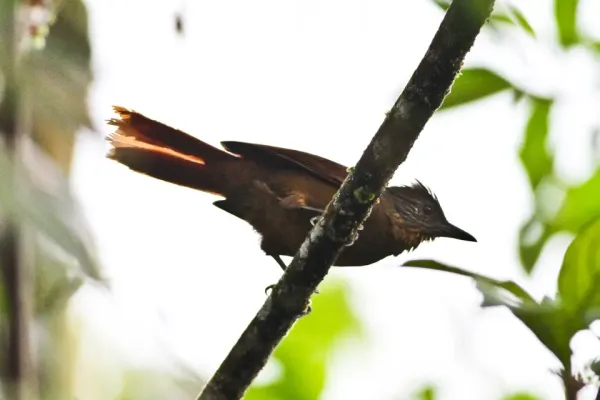 File:Streak-capped Treehunter (Thripadectes virgaticeps).jpg