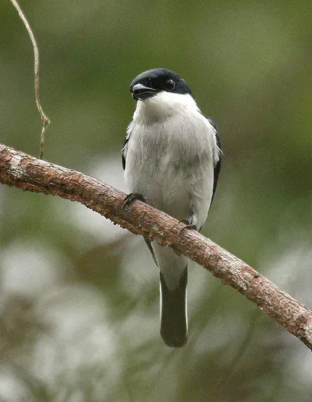 File:Hemipus hirundinaceus.jpg