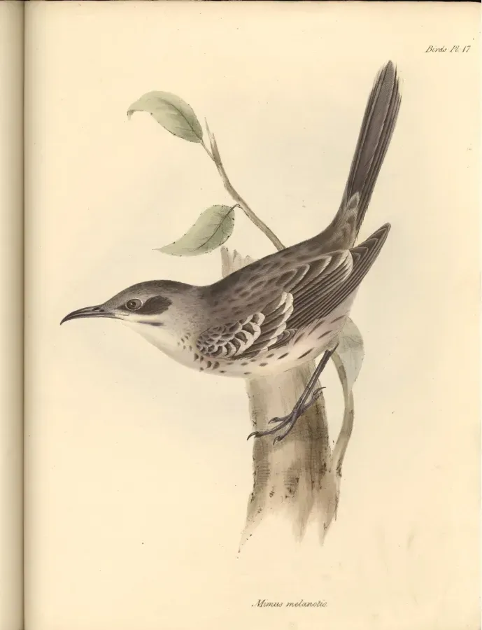 File:Mimus melanotis.jpg