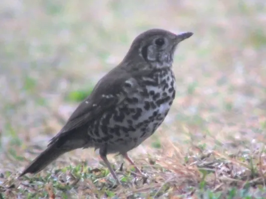 File:Turdus mupinensis.jpg