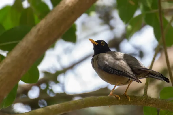 File:Black-hooded Thrush - Paraulata Cabecinegra (Turdus olivater olivater).jpg