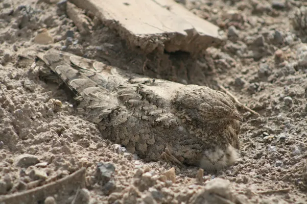 File:Caprimulgus aegyptius.jpg