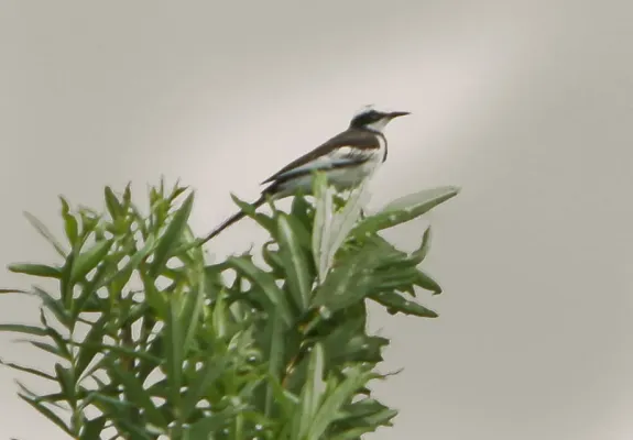 File:Motacilla samveasnae, Cambodia 1.jpg