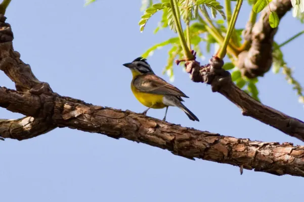 File:Brown-rumped Bunting (Emberiza affinis).jpg