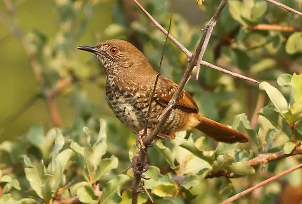 File:Barred wren-warbler, Calamonastes fasciolatus, at Pilanesberg National Park, Northwest Province, South Africa (16369976054).jpg