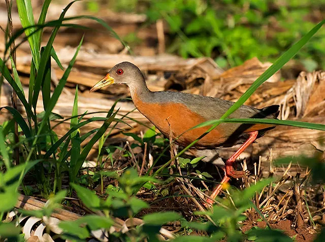 File:SARACURA-DO-MANGUE (Aramides mangle) (12284981715).jpg