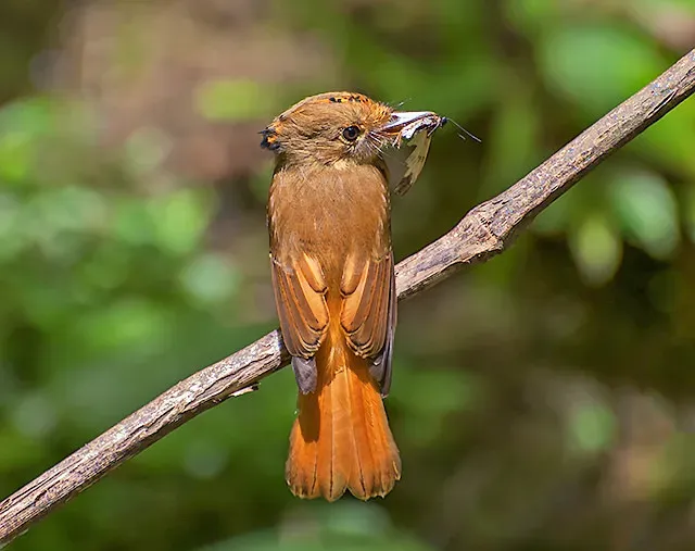 File:MARIA-LEQUE-DO-SUDESTE (Onychorhynchus swainsoni) (15756831898).jpg