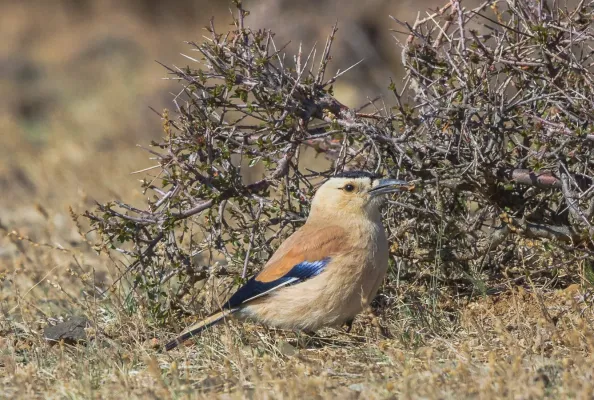 File:Mongolian Ground Jay (Podoces hendersoni) - Хулан жороо (16566349299).jpg