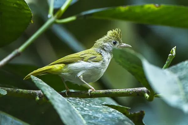 File:Erpornis zantholeuca, Thailand S4E1772 (17050566612).jpg
