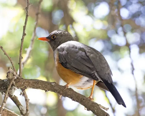 File:Abyssinian Thrush (Turdus abyssinicus) (16341647185).jpg