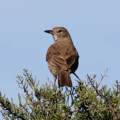 File:Pseudoseisura gutturalis - White-throated cacholote.jpg