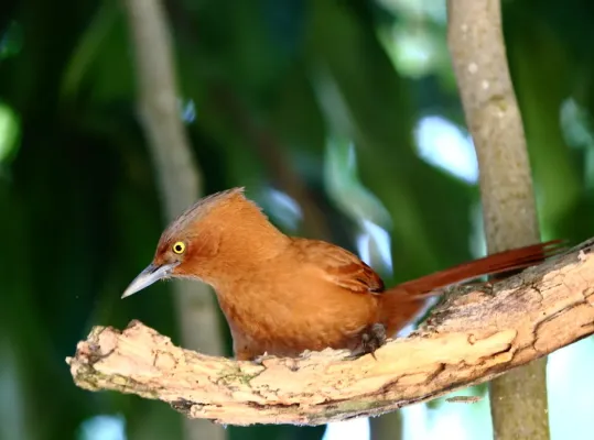 File:Pseudoseisura unirufa - Grey-crested cacholote 2.JPG