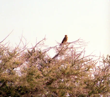 File:Falco rupicoloides 19990804 JoRoRe.jpg