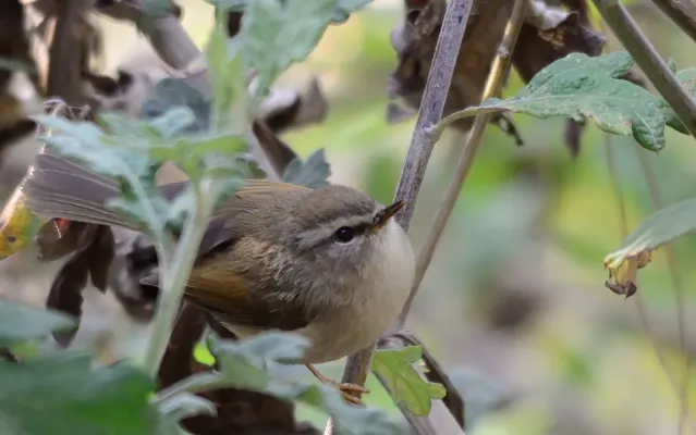 File:Horornis brunnescens.JPG
