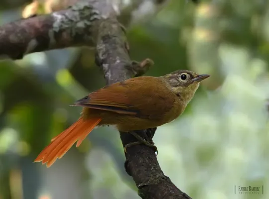 File:Anabacerthia striaticollis (15768922817).jpg