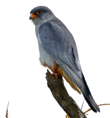 File:Amur Falcon (Falco amurensis) male (16794543415).jpg