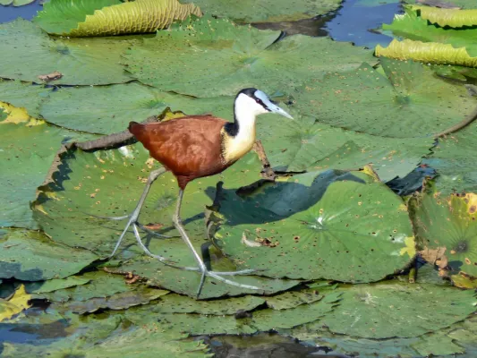 File:African Jacana (Actophilornis africanus).jpg