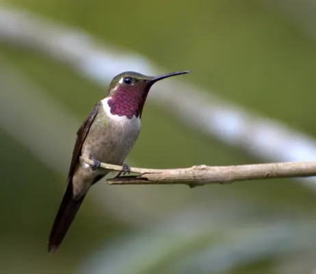 File:Calliphlox amethystina (male).jpg