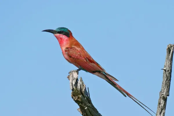 File:Southern Carmine Bee-eater (Merops nubicoides) (16732824032).jpg