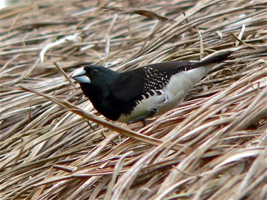 File:Black-and-white Mannikin (Spermestes bicolor) (7699911414).jpg