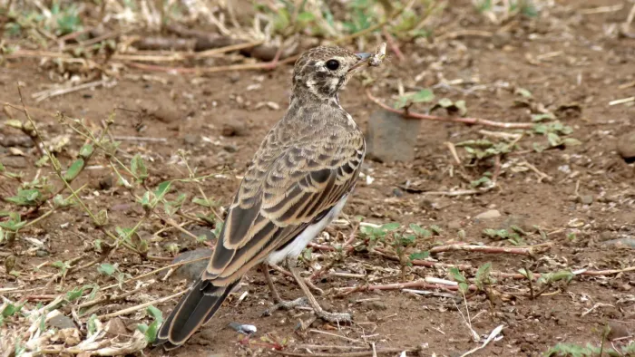 File:Dusky Lark (Pinarocorys nigricans) (6029254985).jpg