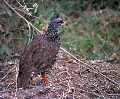 File:Hildebrandt' s Francolin (Pternistis hildebrandti) (8290838825).jpg