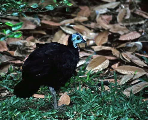 File:Wattled Brush-turkey (Aepypodius arfakianus) (7937162662).jpg