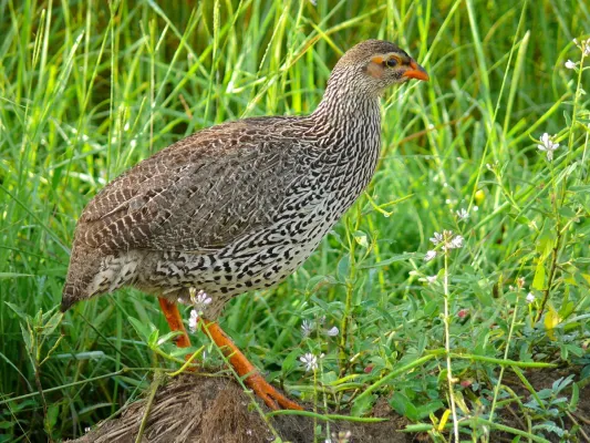 File:Heuglin's Spurfowl (Pternistis icterorhynchus) (7083196897).jpg
