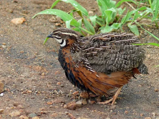 File:Harlequin Quail (Coturnix delegorguei) (6035291347).jpg
