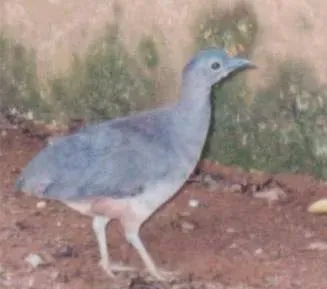 File:Crypturellus undulatus.JPG