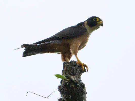 File:Oriental Hobby - Falco severus - Falco (2526569907).jpg