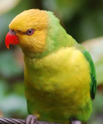 File:Olive-headed Lorikeet (Trichoglossus euteles) -Pittsburgh Zoo.jpg