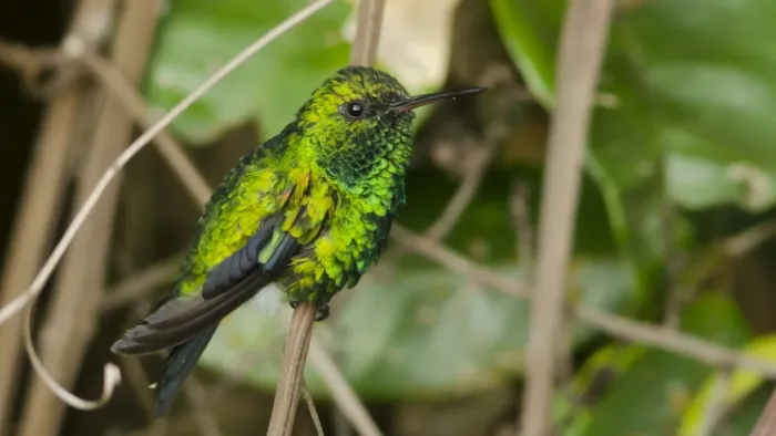 File:Chlorostilbon gibsoni macho (17186001392).jpg