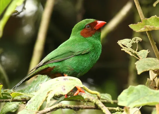 File:Chlorornis riefferii.jpg