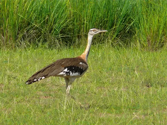 File:Denham's Bustard (Neotis denhami) (7083219537).jpg