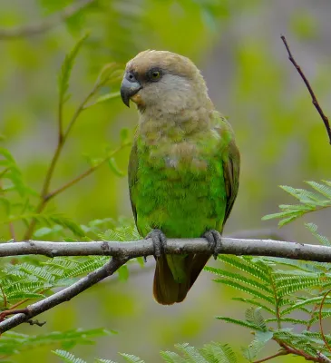 File:Brown-headed Parrot (Poicephalus cryptoxanthus) (11688869593).jpg