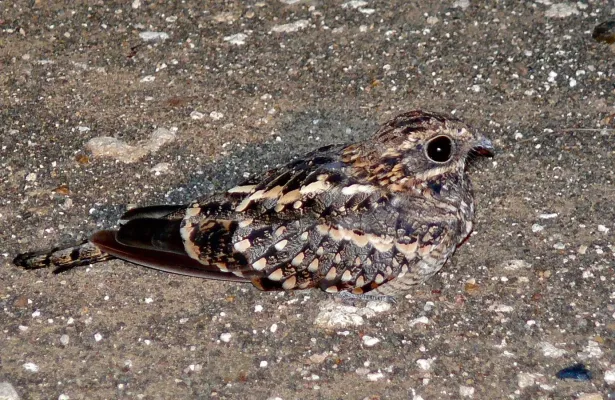 File:Square-tailed Nightjar (Caprimulgus fossii) (6045934838).jpg