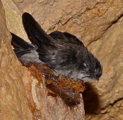 File:Aerodramus salangana natunae-15593039405 (close-up).jpg