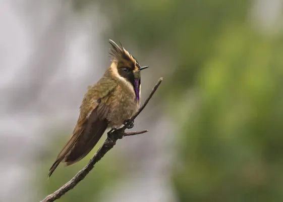 File:Oxypogon stuebelii - Buffy Helmetcrest - Colibrí Chivito - Barbudito Paramuno 23 (14411705333).jpg
