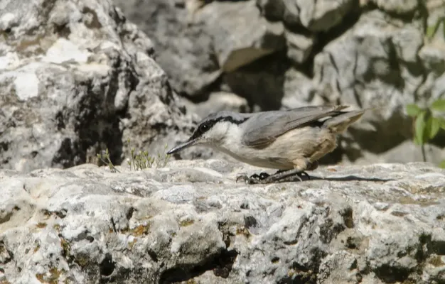 File:Sitta neumayer - Western Rock Nuthatch - Kaya sıvacısı 02.jpg
