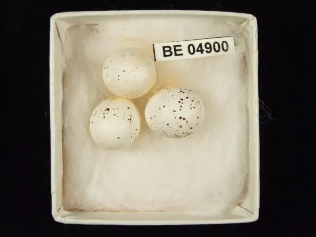 File:Epthianura crocea crocea.jpg