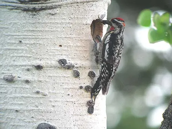 File:Sphyrapicus nuchalis1.jpg