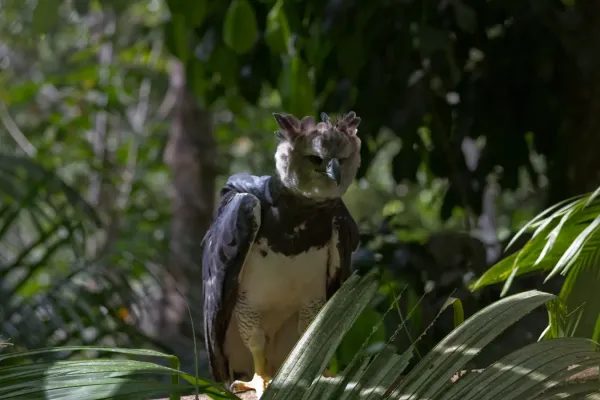 File:Harpy Eagle (Harpia harpyja).jpg