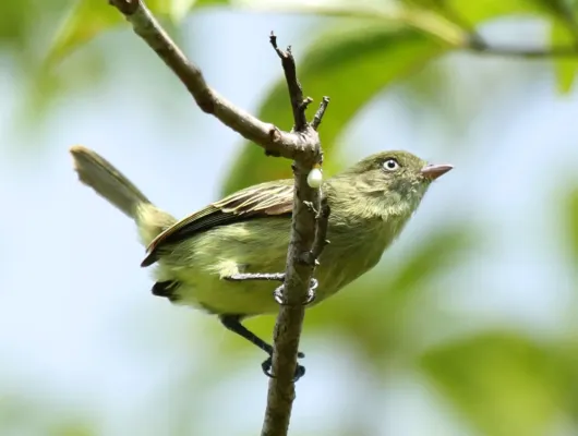 File:Zimmerius chicomendesi - Chico's Tyrannulet.jpg