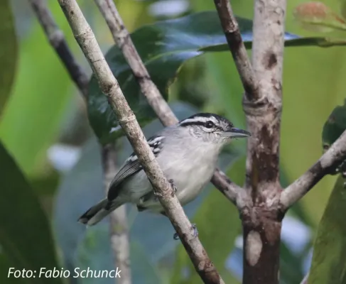 File:Herpsilochmus stotzi - Aripuana Antwren (male).jpg