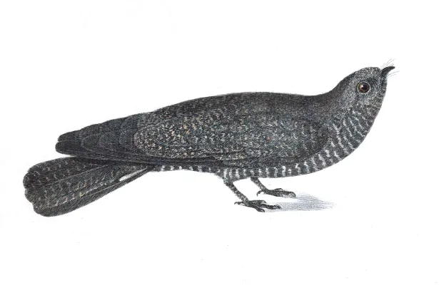 File:Nyctiprogne leucopyga from Spix 1825.jpg