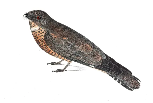 File:Nyctipolus hirundinaceus from Spix 1825.jpg