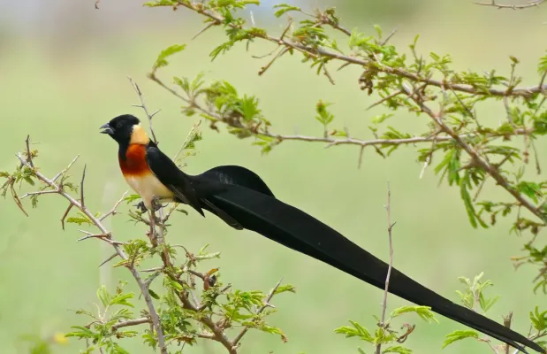 File:Long-tailed Paradise Whydah (Vidua paradisaea) (17329851342).jpg