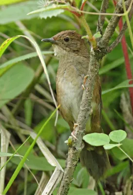 File:Locustella chengi.jpg